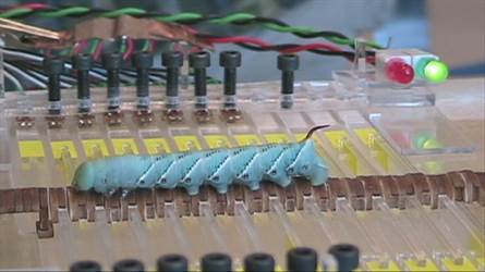 CaterpillarForceBeam