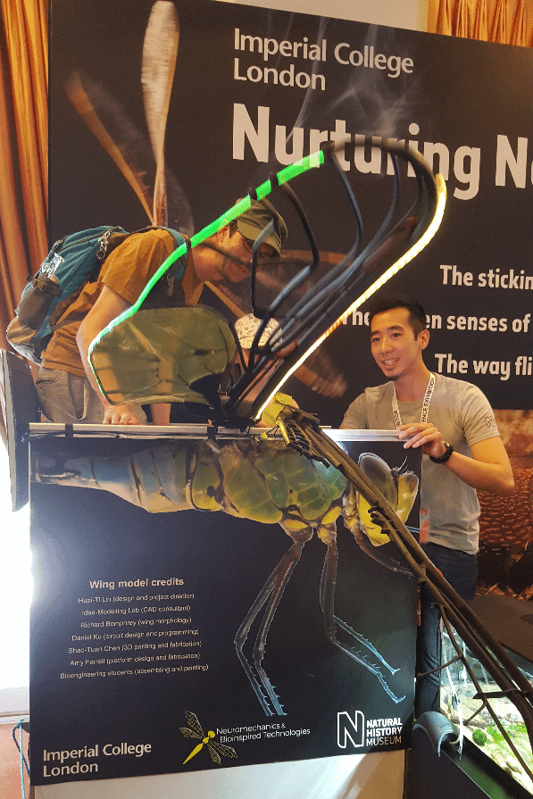 DragonflyWingModel_HTL